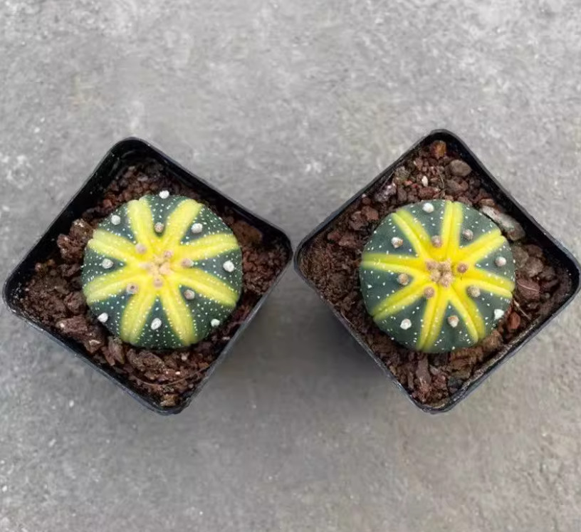  3PCS Astrophytum Asterias Variegated Cactaceae Succulent Cactus plant 3-4CM