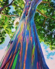 1-1000 PCS Rainbow Eucalyptus Tree Seeds Indonesian Gum Mindanao Sarassa 0128