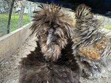 15 Silkie Hatching Eggs, Chocolate, Lavender, And Buff