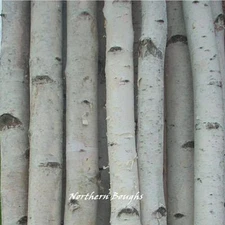 4 Thick White Birch Poles 6'