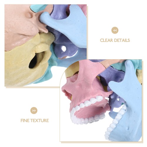Anatomy Skull Model Puzzle of Skull Assembly Model Detachable Skull Model - Picture 4 of 12
