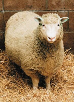 DOLLY THE CLONED SHEEP POSTER PICTURE PHOTO PRINT BANNER scotland uk 4664