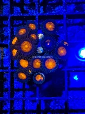 CE- WYSIWYG Grapefruit Zoa Zoanthid Frag Live Coral LPS SPS #R1GD6