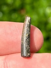 Pterosaur Tooth Fossil from Niger Flying Dinosaur Tooth Cretaceous Age Elrhaz Fm