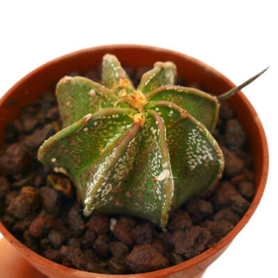 Astrophytum myriostigma x capricorne - Bischofsmütze Hybrid | Sternkaktus Hybrid