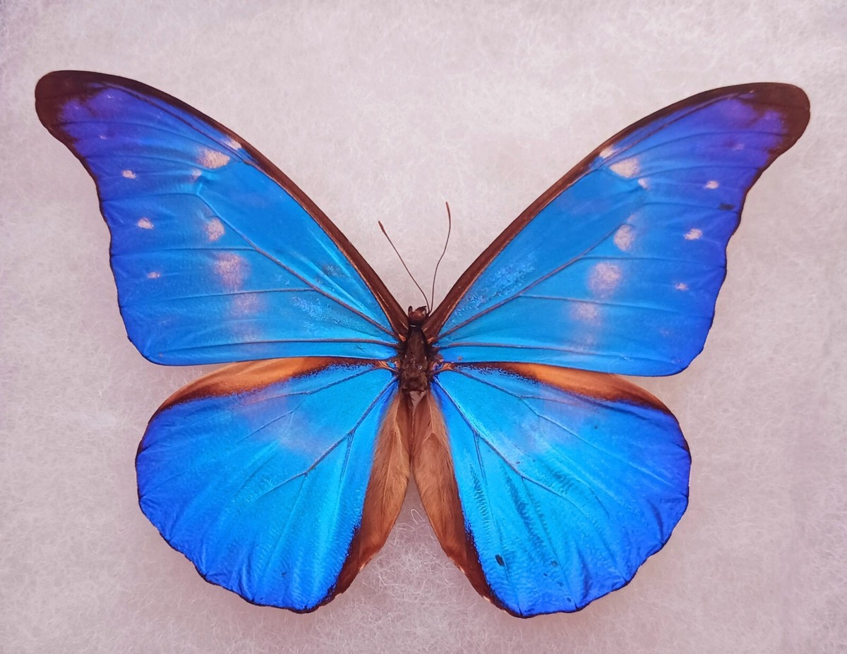 HYBRID MORPHO RHETENOR CACICA X MORPHO HELENA FROM PERU MOUNTED