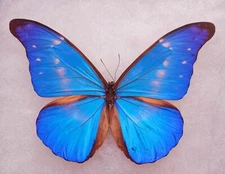 HYBRID MORPHO RHETENOR CACICA X MORPHO HELENA FROM PERU  MOUNTED RIKER FRAMED