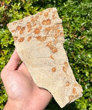 Oregon Fossil Echinoid Mortality Plate Salenia 7&rdquo; Oligocene Keasey Fm Urchin