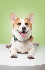 2026 Wall Calendar, Includes January to December 2026,Dog Breed Monthly Wall Cal