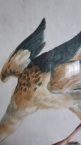 Antique hand colored etching bird , Mid 18th C, Saverio Manetti, Book plate - Picture 3 of 7