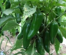 Texas Jumbo Jalape o Pepper Seeds Capsicum annuum Huge Pod 50-100-200       