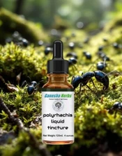 POLYRHACHIS  Wild Mountain Ant  Vicina Roger  LIQUID TINCTURE 4 ounces / 120ML