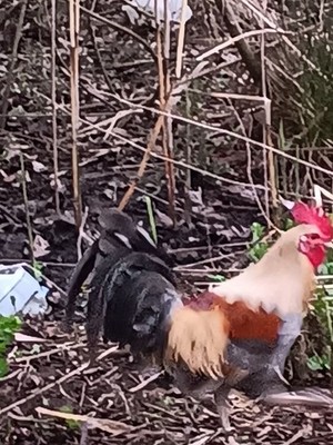 6+ BLUE GOLDEN DUCKWING large fowl old english Hatching Eggs