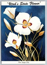 State Flower. The Sego Lily. Continental Utah Postcard