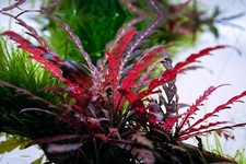 Hygrophila Pinnatifida - Easy Live Aquarium Pond Aquatic Plant