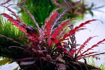 Hygrophila Pinnatifida - Easy Live Aquarium Pond Aquatic Plant