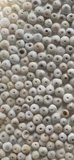 350 Natural White Hawaiian Puka Shells
