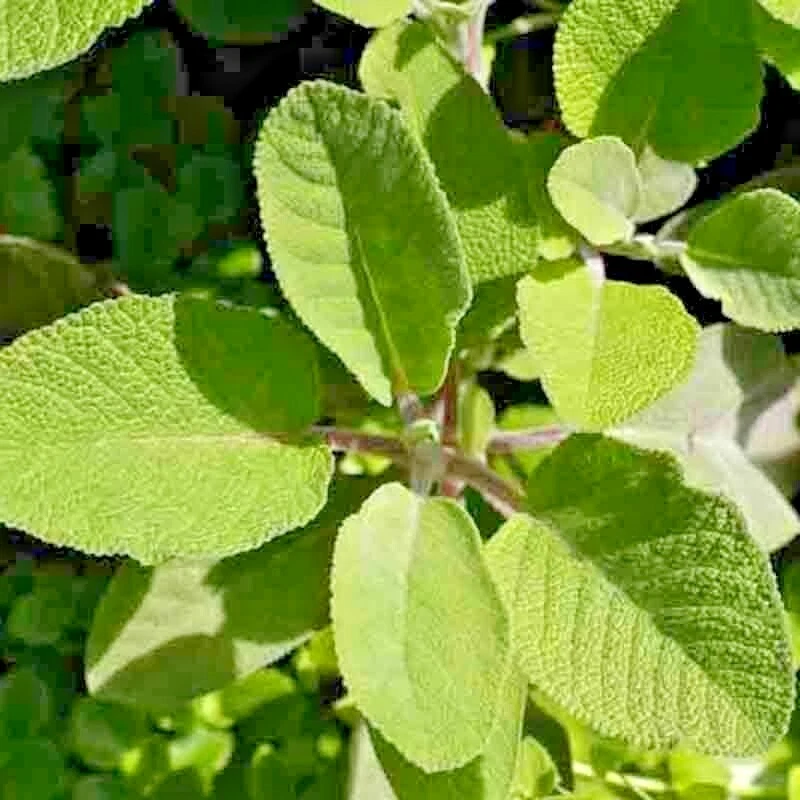 200+ BLUE SAGE SEEDS MOSQUITO REPELLENT HERB PERENNIAL HEIRLOOM FREE SHIPPING! - Image 3 of 4