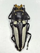 Cerambycidae : Callipogon lemoinei Male 48mm A1  from Colombia