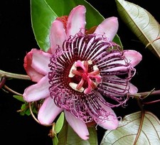 Passiflora ambigua  Mountain Granadilla  5 Seeds