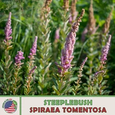1000 Steeplebush Seeds, Spiraea tomentosa, Native Bee & Butterfly Attractor