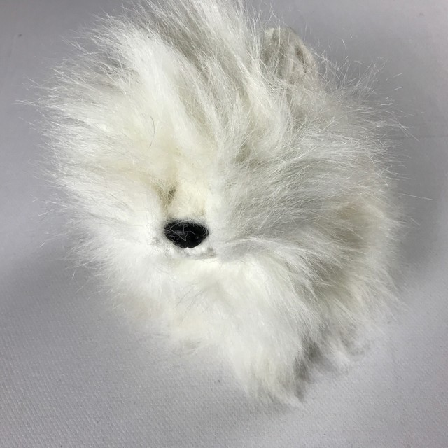 white fluffy pomeranian