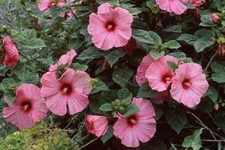 Hibiscus Disco Belle Pink Hybrid 15 Hibiscus Seeds (Perennial Seeds)
