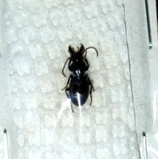 Carabidae: Scaritinae: Promecognathus crassus from the Pacific Northwest, A1.