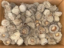 Lot LARGE Unfinished Long Fringed Bur Oak Acorn Caps Assorted Fairy Garden  100