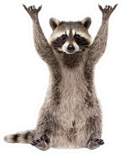 Rockstar Raccoon 5 Inch Vinyl Sticker Waterproof Decal For Size 5incolor 1