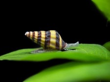 10 Live Assassin Snails   Freshwater Tank Cleaners   Pest Snail Control