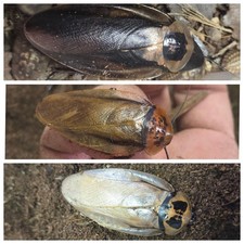 Roach Mix PACK Death Head, Orange Head, Ivory Head 10ct Ea MIX SIZE