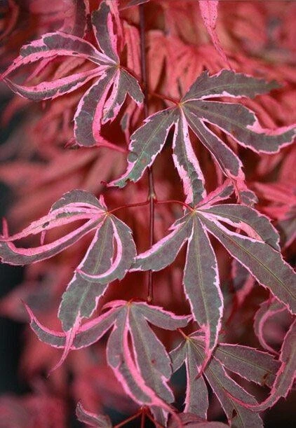 Geisha Gone Wild Japanese Maple Tree - Live Plant - ( 2.5 QT ) - Image 3 of 4