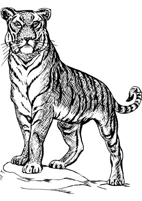 Riesiger XXXL Autoaufkleber Sticker Tiger Aufkleber