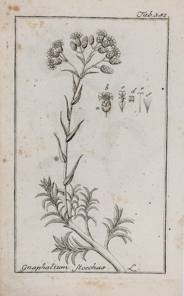 Gelbe Strohblume Kupferstich Icones Plantarum Medicinalium Zorn 1784 - Bild 1 von 4