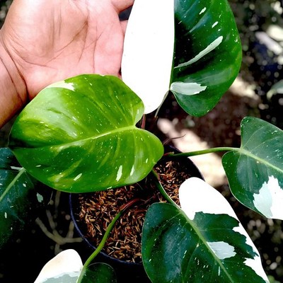 Philodendron White Princess Variegated Ornamental Plant