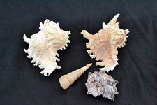 LOTTO DI 4 CONCHIGLIE