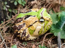 Animal Heavenly Body Ceratophrys Cornuta Horned Frog  ( A ) Statue