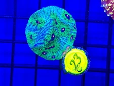 BEC WWC Avatar Chalice WYSIWYG Live Coral Frag LPS Rare