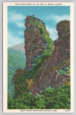 Duck Hawk Peaks Mount LeConte Great Smoky Mountains National Park Postcard N308