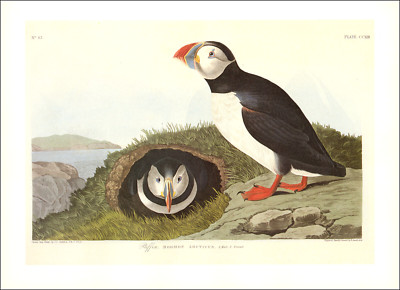 1997 Vintage Print Atlantic Puffin Auk Sea Bird Art Illustration Image Audubon