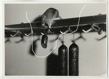 Foto original 18x13 cm rata roba salchicha carnicería 1955 broma humor animal ratón
