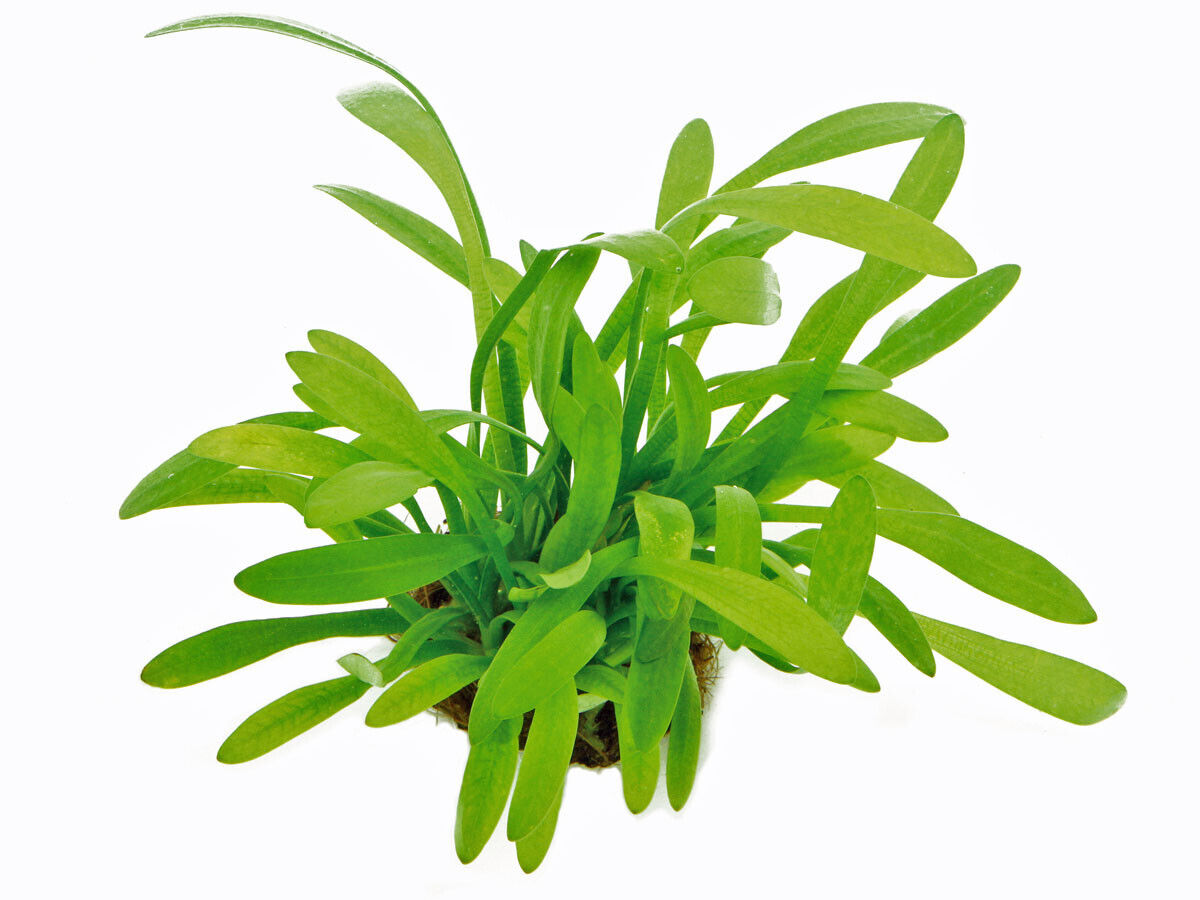 Flutendes Pfeilkraut – Sagittaria subulata Aquarien Aquarium