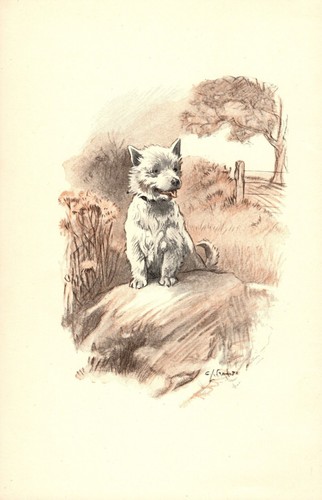 Sweet Vintage Cairn Terrier Print 1930s G L Stampa Cairn Art Illustration 6397a