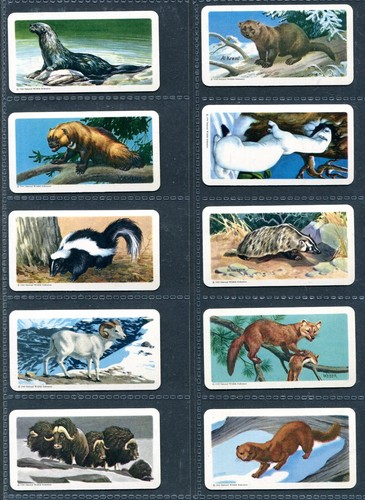 BROOKE BOND CANADA 1962 SET OF 48 "ANIMALS OF NORTH AMERICA" ROLLAND TEA CARDS - Picture 5 of 10