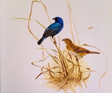 J F Lansdowne Birds Indigo Bunting Vintage Art Print Book Plate 102