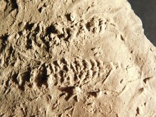 Very RARE Cruziana or Fossil Trilobite TRACKWAY 100% Natural Morocco 207gr