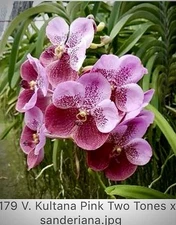 V. Kultana Pink Two Tone X  Vanda Sanderiana Orchids