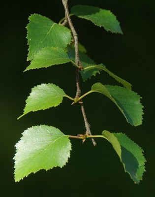 Foto 6x4 Silberbirke (Betula pendula), Glen Affric Tomich\/NH3027 um 2018