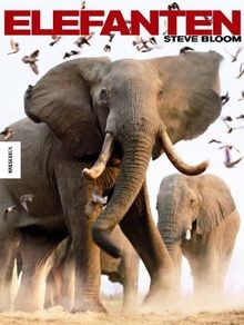 Elefanten von Bloom, Steve | Buch | Zustand sehr gut